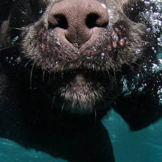 Puppies iPhone wallpaper