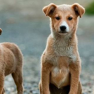 Puppies iPhone wallpaper
