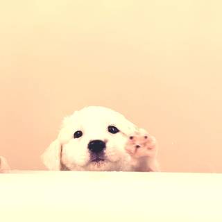 Puppies iPhone wallpaper