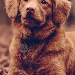 Puppies iPhone wallpaper