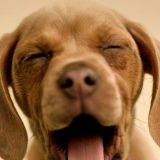 Puppies iPhone wallpaper