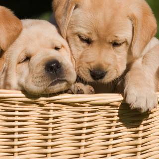 Puppies iPhone wallpaper