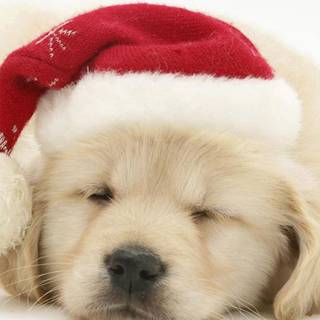 Puppies iPhone wallpaper