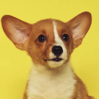 Puppies iPhone wallpaper