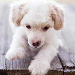 Puppies iPhone wallpaper