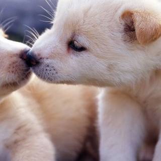 Puppies iPhone wallpaper