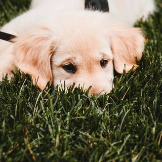 Puppies iPhone wallpaper