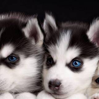 Puppies iPhone wallpaper