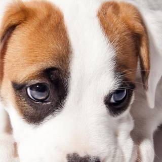 Puppies iPhone wallpaper