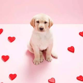 Puppies iPhone wallpaper
