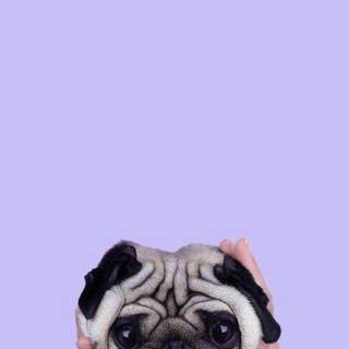 Puppies iPhone wallpaper