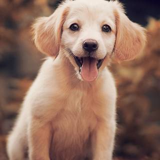 Puppies iPhone wallpaper