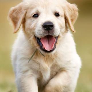 Puppies iPhone wallpaper
