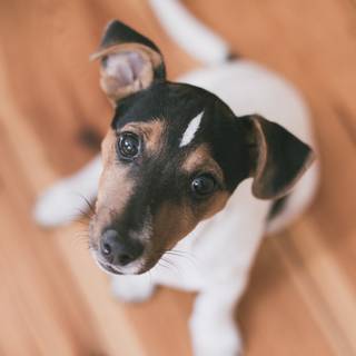 Puppies iPhone wallpaper