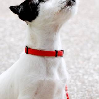 Puppies iPhone wallpaper