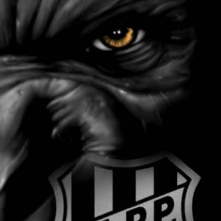 Associação Atlética Ponte Preta wallpaper