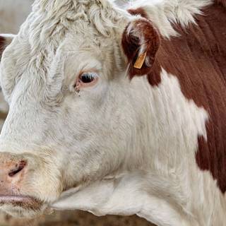 Hereford cattle wallpaper