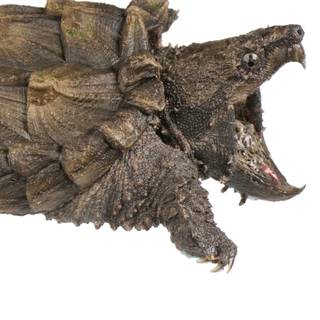 Alligator snapping turtle wallpaper