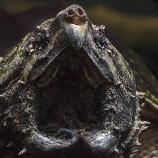 Alligator snapping turtle wallpaper