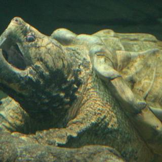 Alligator snapping turtle wallpaper