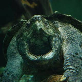 Alligator snapping turtle wallpaper