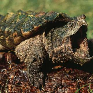 Alligator snapping turtle wallpaper