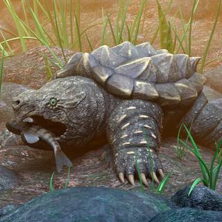 Alligator snapping turtle wallpaper