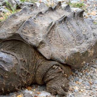 Alligator snapping turtle wallpaper