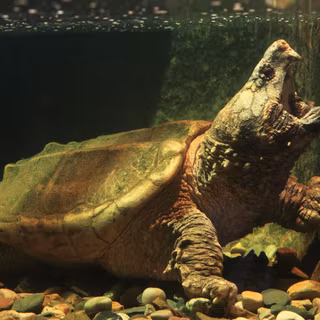 Alligator snapping turtle wallpaper