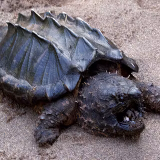 Alligator snapping turtle wallpaper