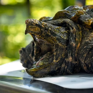 Alligator snapping turtle wallpaper