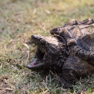 Alligator snapping turtle wallpaper
