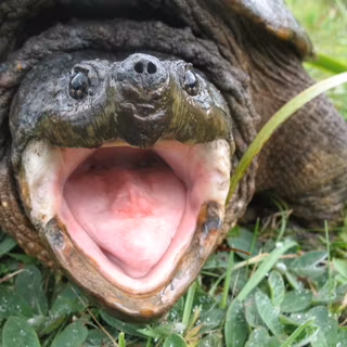 Alligator snapping turtle wallpaper