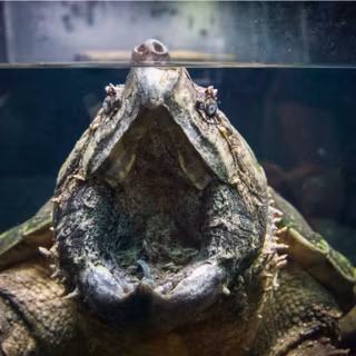 Alligator snapping turtle wallpaper