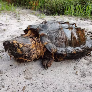 Alligator snapping turtle wallpaper