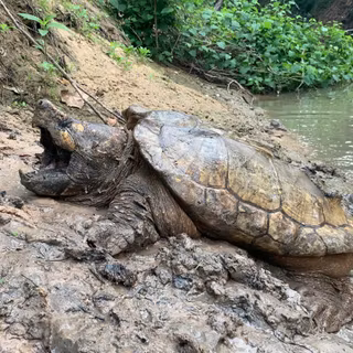Alligator snapping turtle wallpaper
