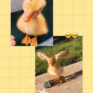 Duck aesthetic wallpaper