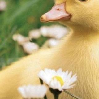 Duck aesthetic wallpaper