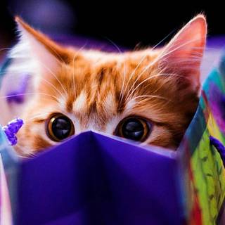 Sweet cat wallpaper