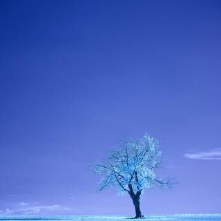 Blue tree wallpaper