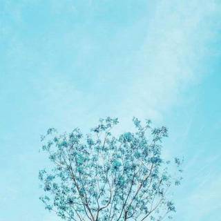 Blue tree wallpaper