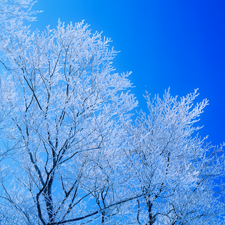 Blue tree wallpaper