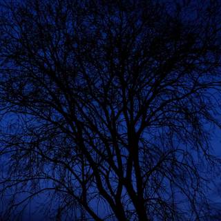 Blue tree wallpaper