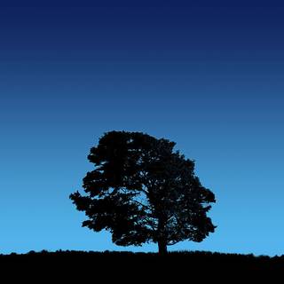 Blue tree wallpaper