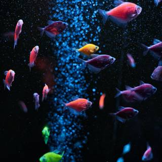 Aquariums wallpaper