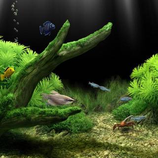 Aquariums wallpaper