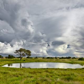 Water hole wallpaper