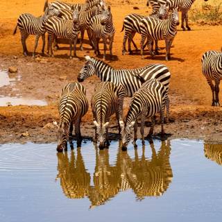 Water hole wallpaper