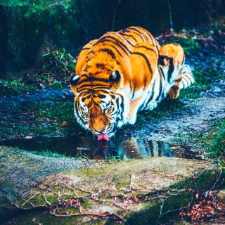 Water hole wallpaper