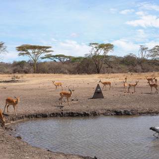 Water hole wallpaper